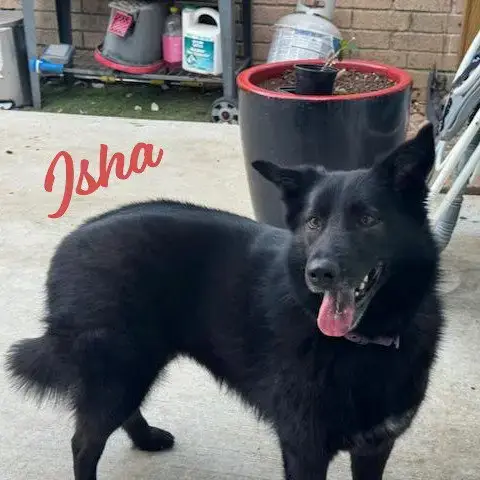 Isha #Loyal-Lassie