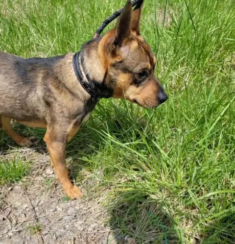 Ranger *Adopt* photo 4