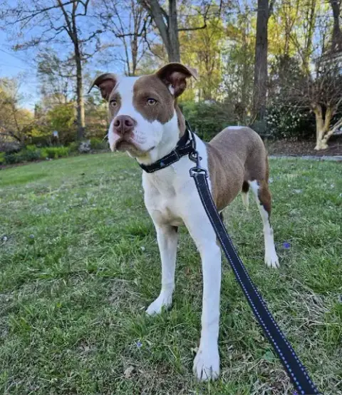 Enzo photo 3