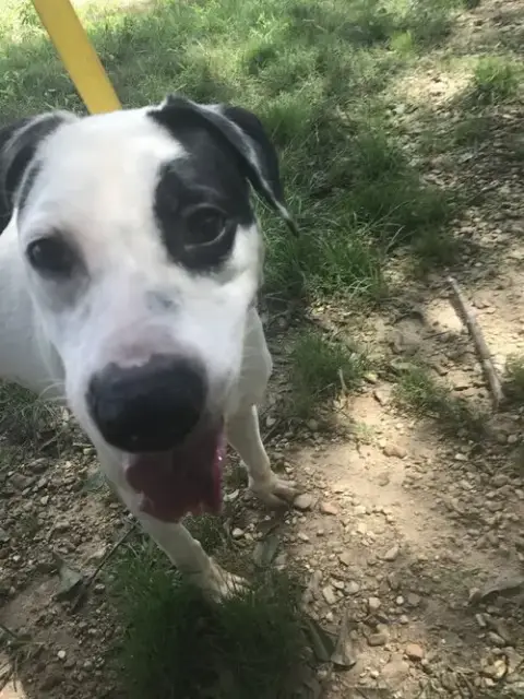 Archie