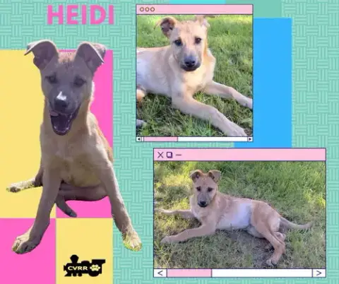 Heidi