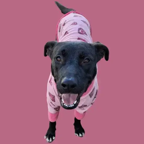 Nala