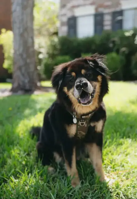 Oso