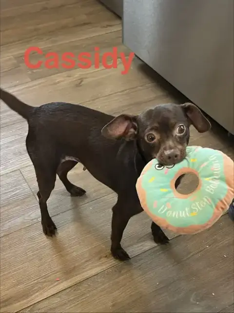 Cassidy