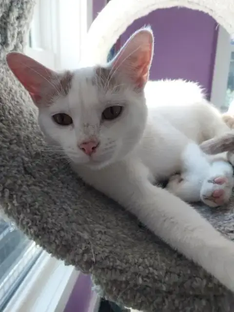 Layla * In Foster * photo 4