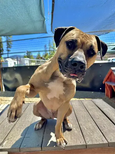 Adopter Toby