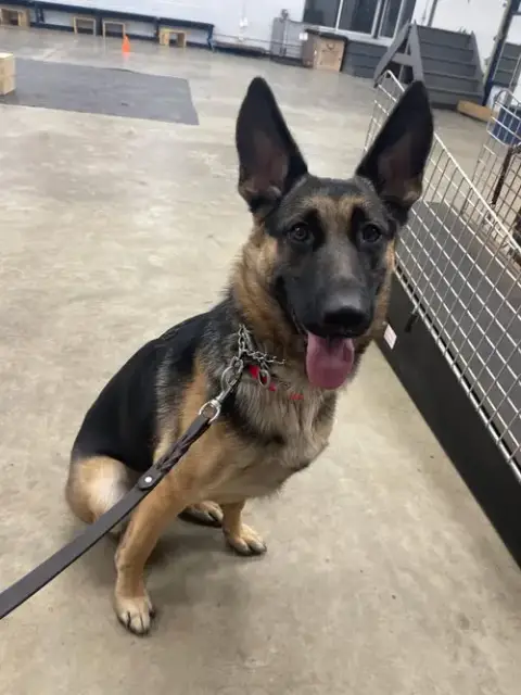 Anya