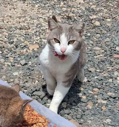 Barn Home Cats