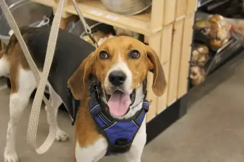 Winston