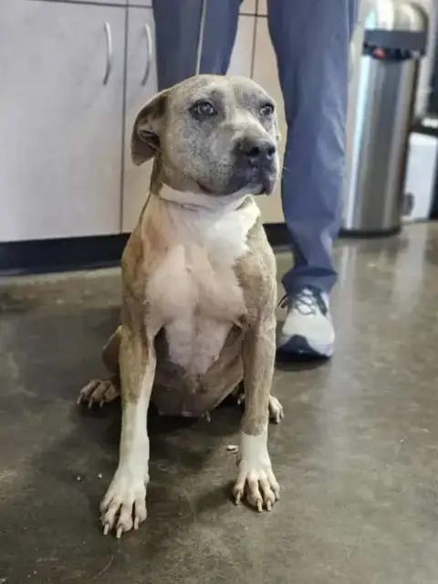 Kaia-$75 Adoption Fee! Diamond Dog! photo 2