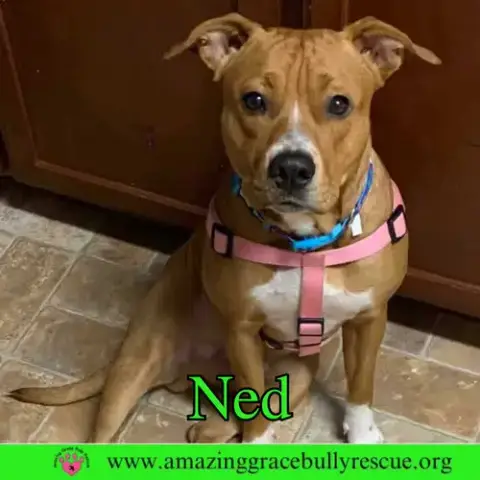Ned