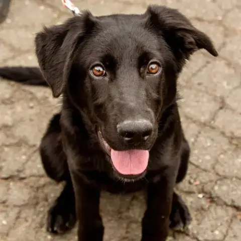 Ruger