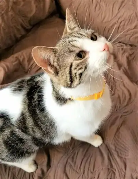 Kitten Latte- Foster Or Forever Home Needed photo 4