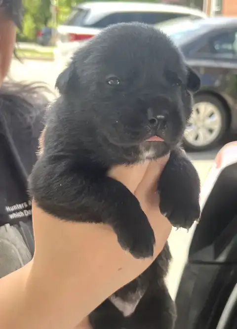 Momma Iris' Litter: Abigail photo 4