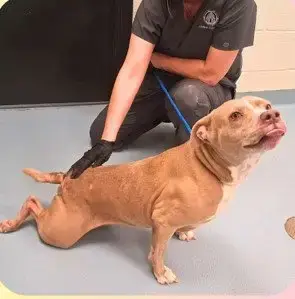 Lola