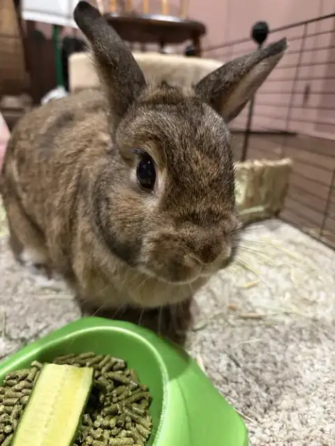 Maple photo 4