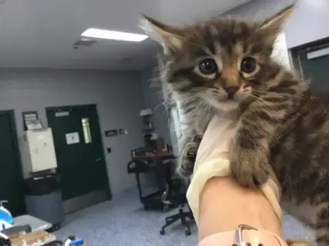 Mira