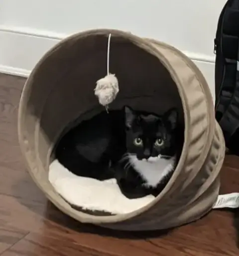 Oreo photo 4