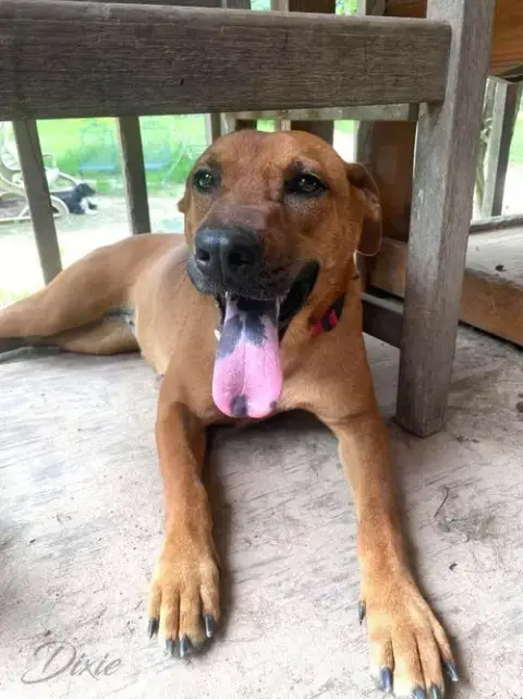 Dixie photo 3
