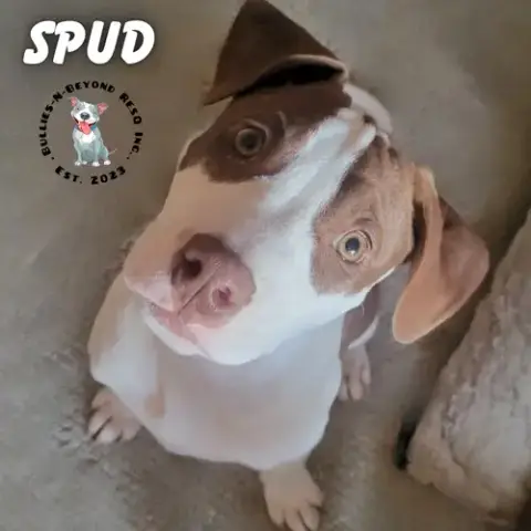 Spud photo 2