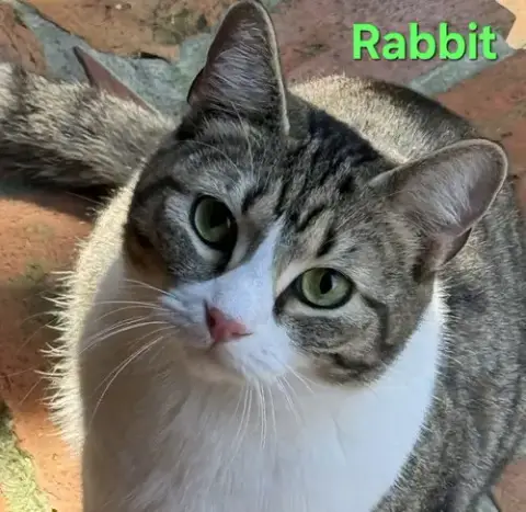 Rabbit photo 2