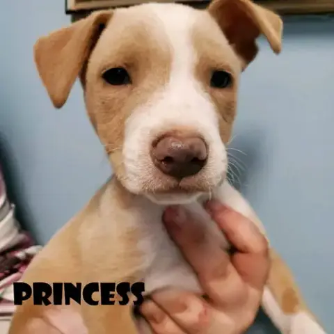 Princess
