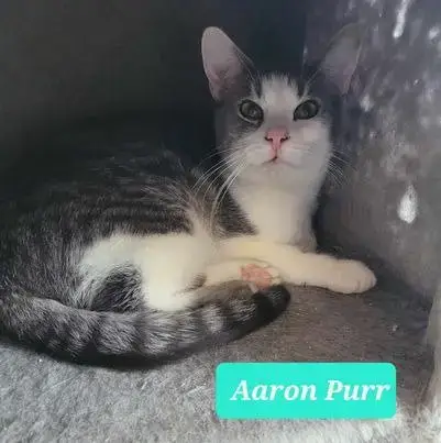 Aaron Purr photo 2