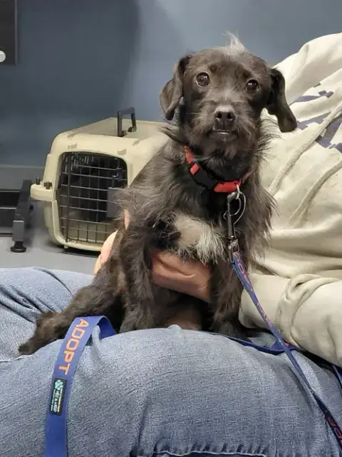 Momo-In A Foster Home photo 4