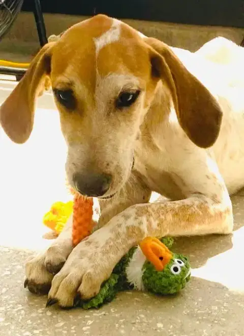 Kermit photo 4