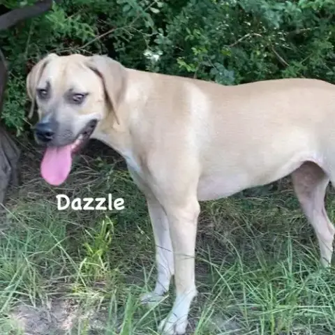 Dazzle photo 3