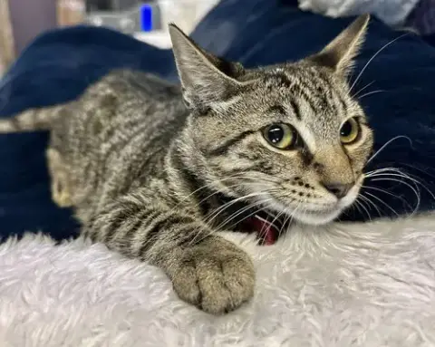 Parker