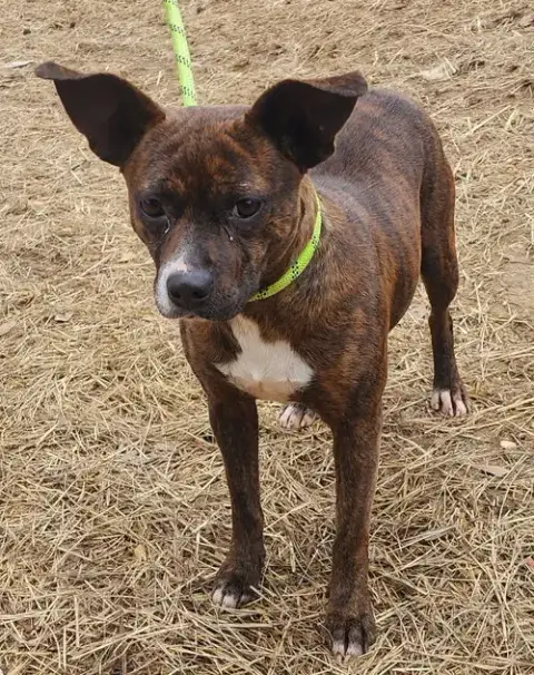 260034  Nala photo 2