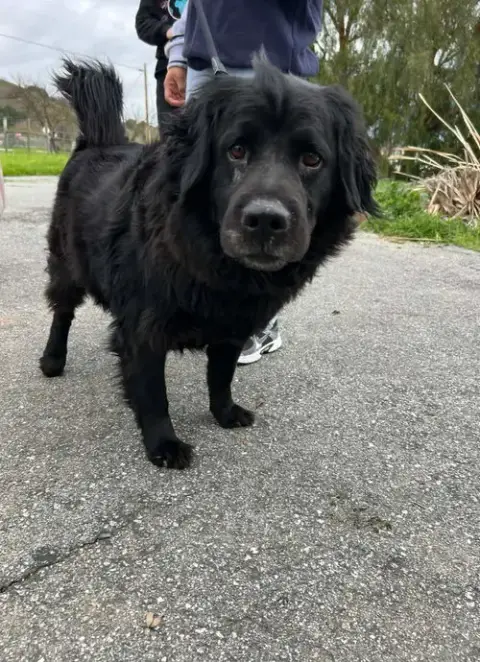 Onyx photo 3