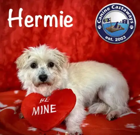 Hermie photo 2