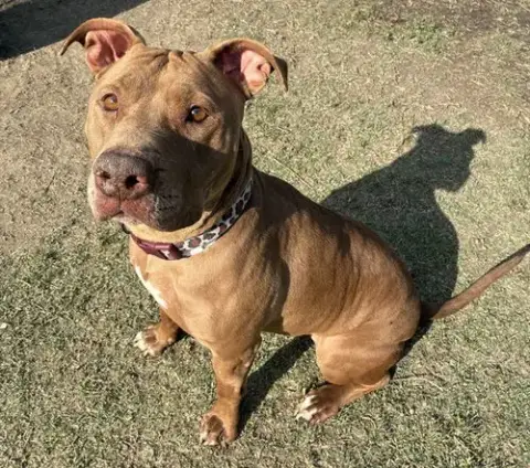 Kahlua