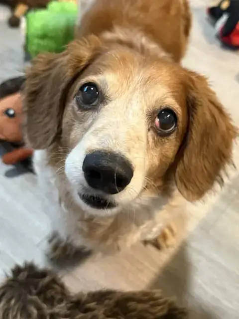Dexter