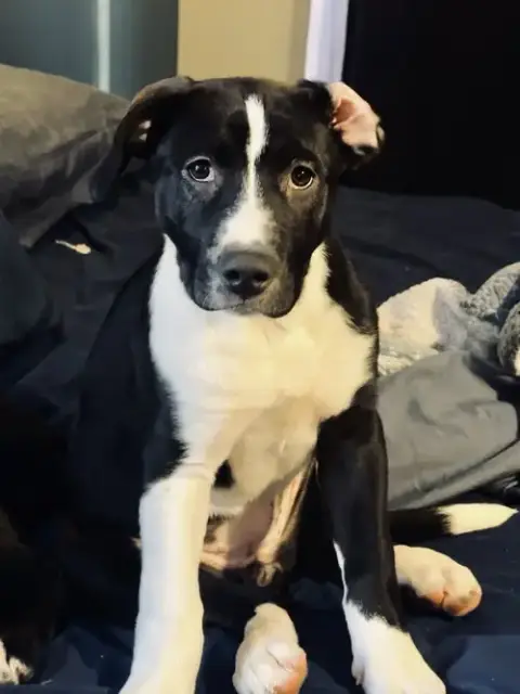 Puppy Pebbles photo 2