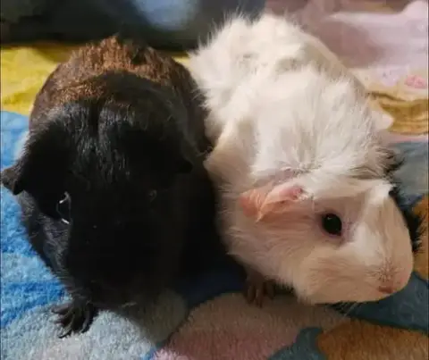 Marshmallow & Smoke