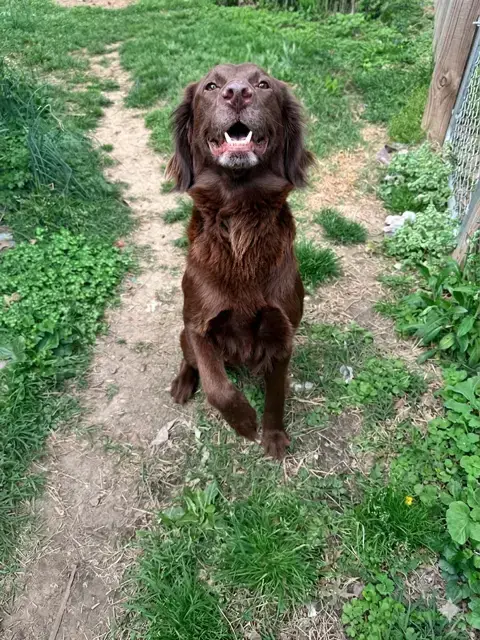 Sadie