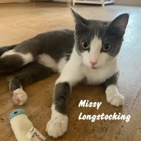 Missy Longstocking #Docile-Lapcat