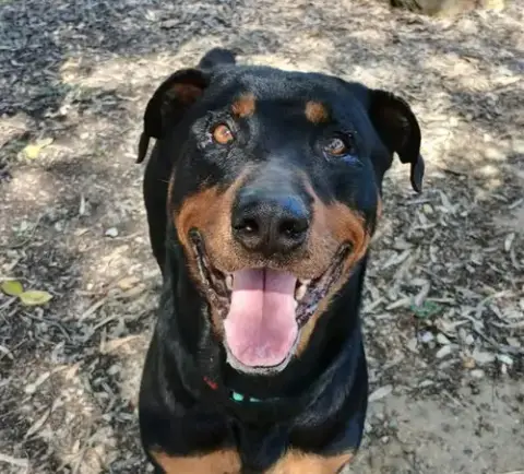 Abu