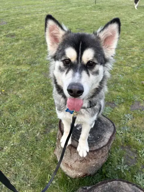 Jak