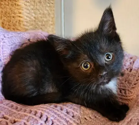 Linus