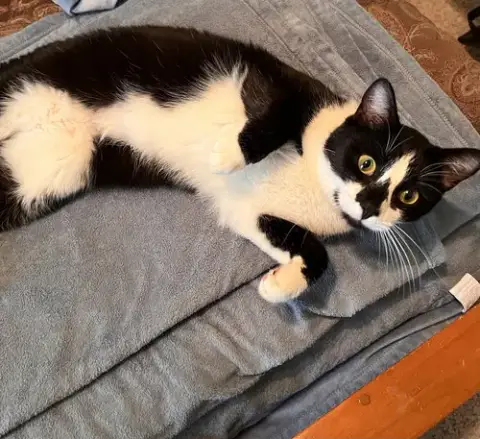 General Meow photo 3