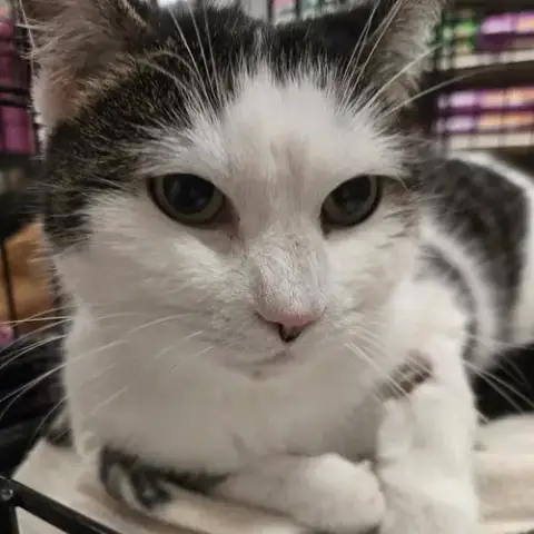 Jasmine