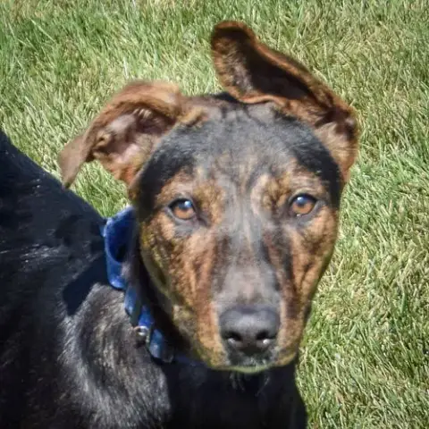 Indigo