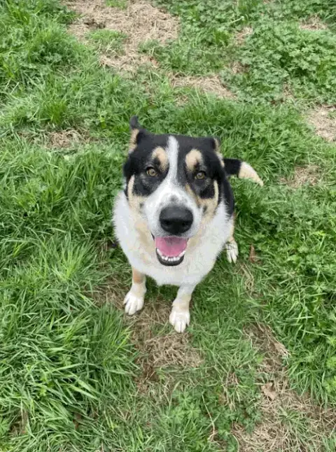 Beau