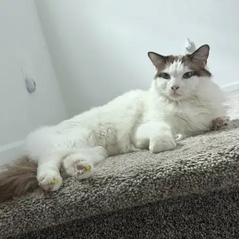 Astro