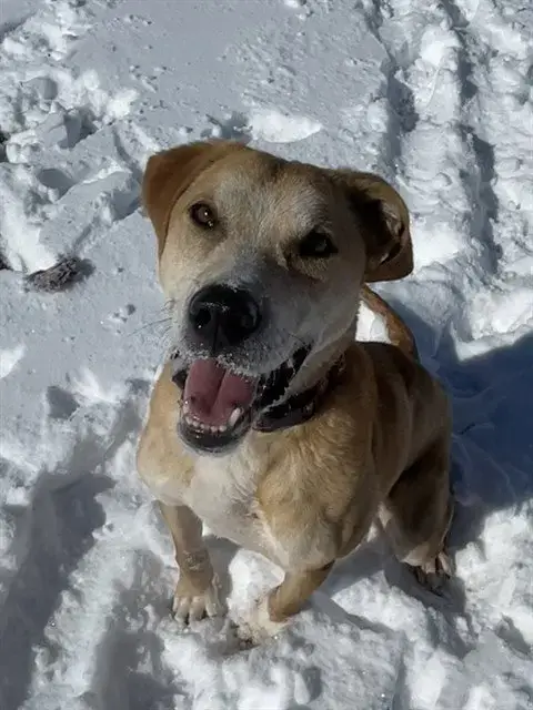 Simba