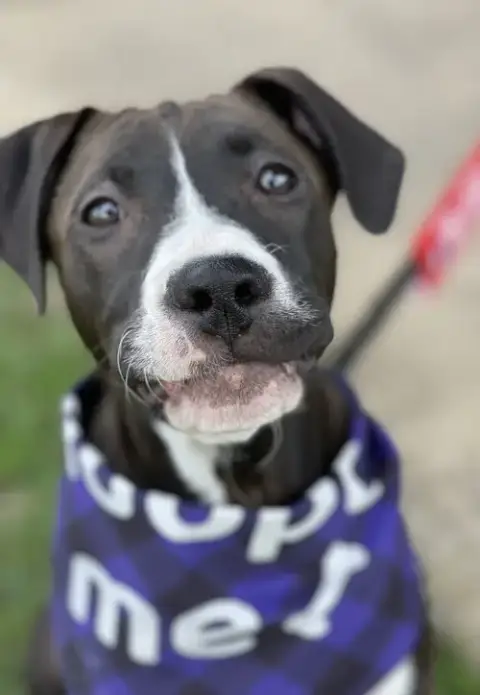 Frankie
